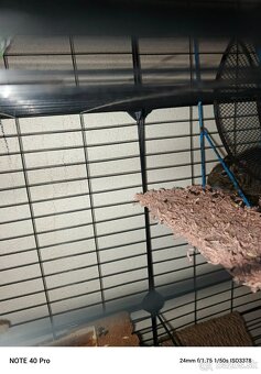 Osmak Degu - 2