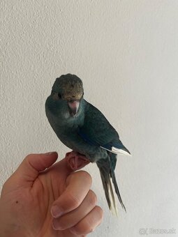 Kakariki - 2