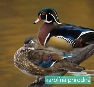 OKRASNÉ KAČICE - AKTUÁLNY ZOZNAM - 2