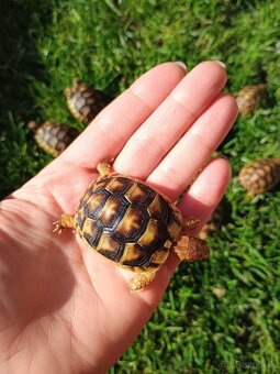 Korytnačka žlto-čierna testudo marginata - 2