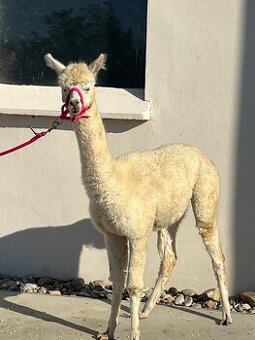 VÝHODNÁ CENA Alpaka samica - 2