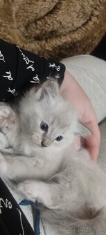 Ragdoll mačiatka - 2