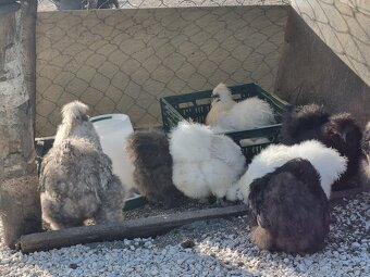 Hodvábnička , Miflerka - 2