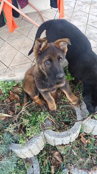 Nemecký ovčiak s PP - 2