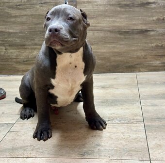 American Bully XL - 2