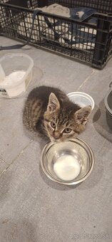 Darujem mačiatko - 2