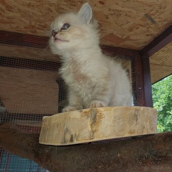 Ponukam maciatka ragdoll - 2