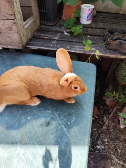 Burgundský kralik - 2