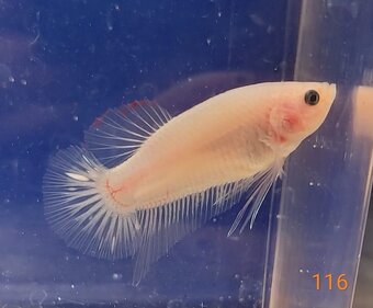 Bojovnice celofan samec shorttail - 2