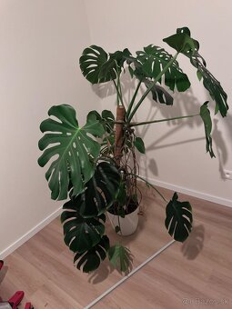 Monstera - 2