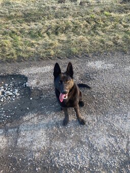 DARUJEM PSÍKA DO DOBRÝCH RÚK - 2