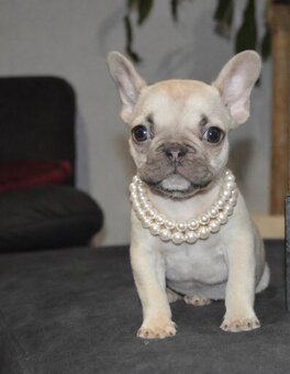 Francúzsky buldoček s pp - 2