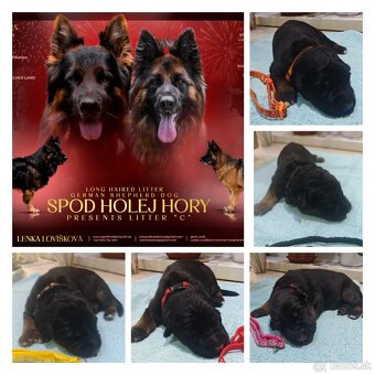 Nemecký ovčiak dlhosrstý - 2