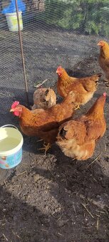 Domáce vajíčka - 2