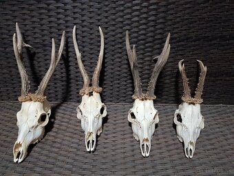 Parohy, zhody, trofeje, srnce - 2
