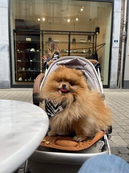 Pomeranian na krytie - 2