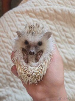 Ježko adrický bielobruchý pigmy - 2