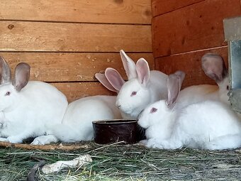 kraliky HYLA na ďaľší chov - 2