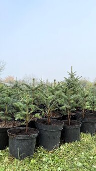 Predám kvalitné jedličky (Abies Nordmanniana) - 2