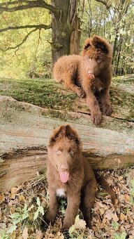 Nemecký ovčiak bez PP šteniatka - 2