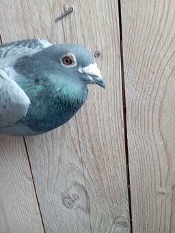 Poštové holuby - 2