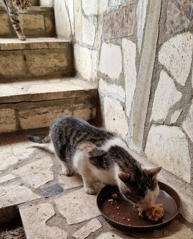 Darujem mačiatka - 2