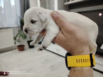 Bradáč malý biely - 2