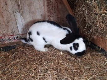 Nemecký obrovitý strakáč - 2