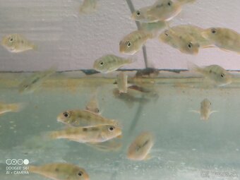 Geophagus red head tapajos - 2