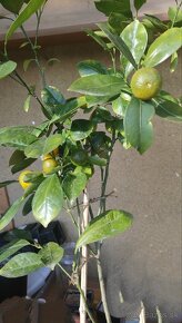 Mandarínka, calamondin citrus - 2