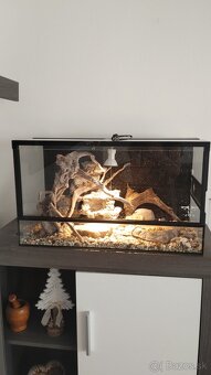 Terarium - 2