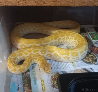 Python bivittatus - 2