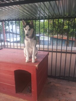Predám sibírsky husky - 2