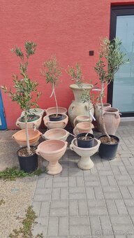 Olea europea - oliva Arbequina - 2