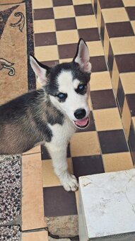 Steniatka sibírsky husky - 2