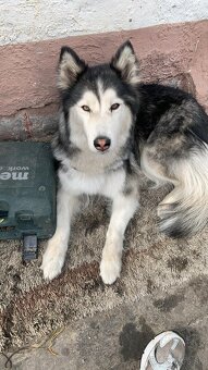 SÚRNE DARUJEM FENU HUSKY - 2