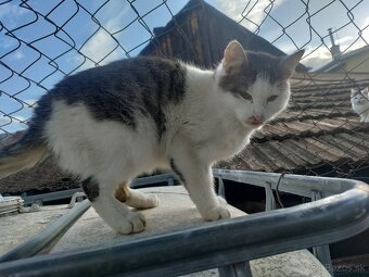 Darujem mačiatka - 2