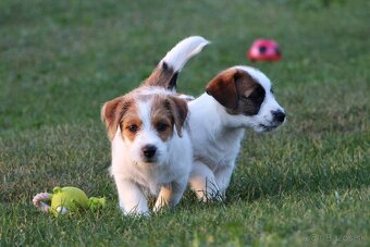 JRT Jack Russell Terier  FCI s PP - 2