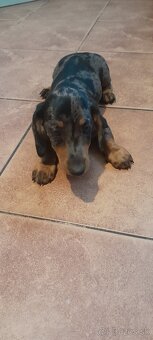 Merle - 2