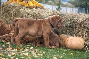 Dogue de Bordeaux, Bordeauxska doga, bordo doga - 2