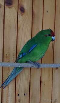 Predám kakariki - 2