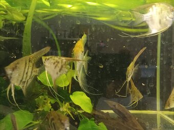 Predám leopardie skalare - 2