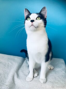 ALICKA SI HĽADÁ DOMOV VO VNÚTRI - 2