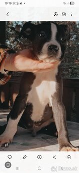 Americky staford - 2