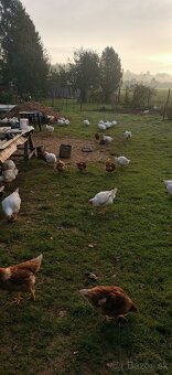 Predám slepačie vajíčka - 2