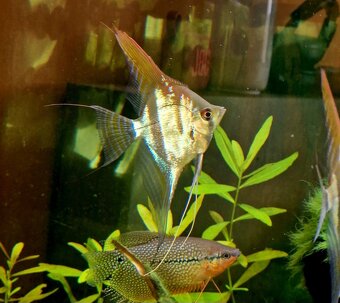 Skalár Sao Gabriel - 2