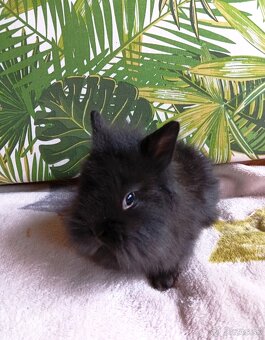 Zdrobnené zakrslé zajačiky - 2