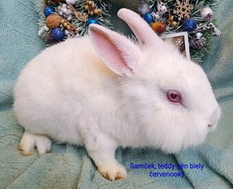 Zakrslý králik teddy gén s VP - samček - 2