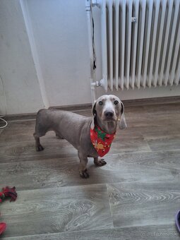 Krytie jazvečík trpasličí isabela - 2