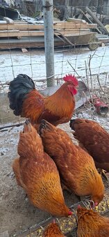 Nasadove vajíčka - 2